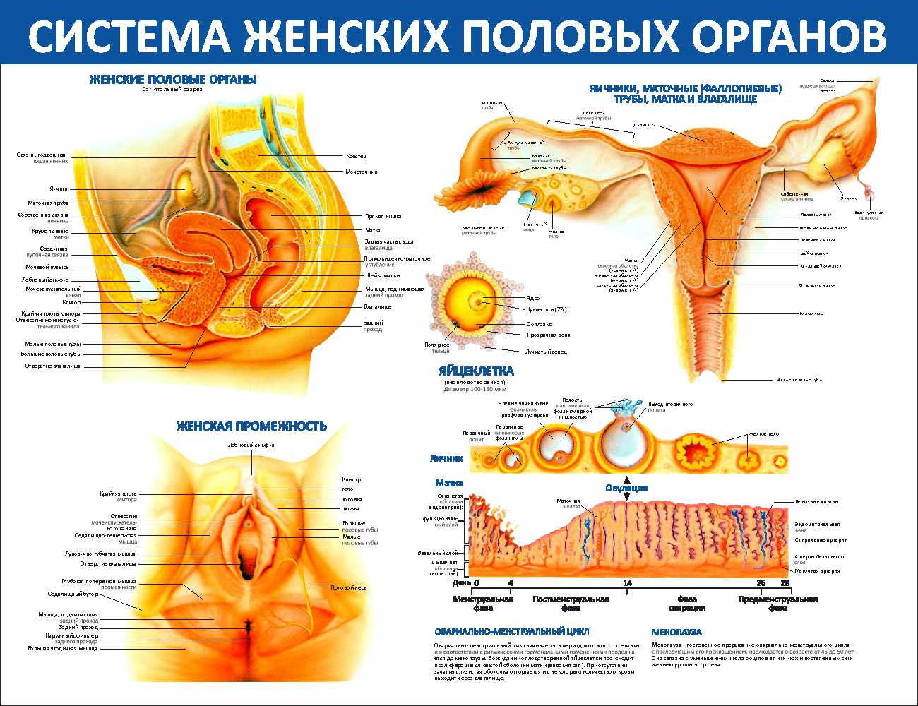 Система женских половых органовОрск