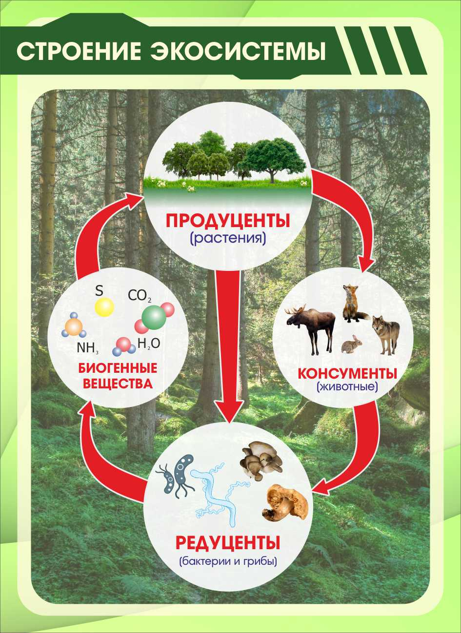 Настенный стенд Строение экосистемы купить в Орске